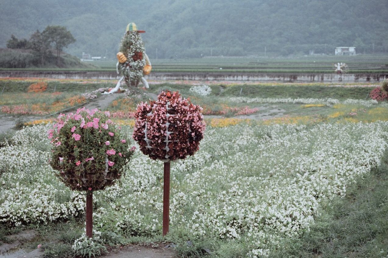 Colourful flowers fields