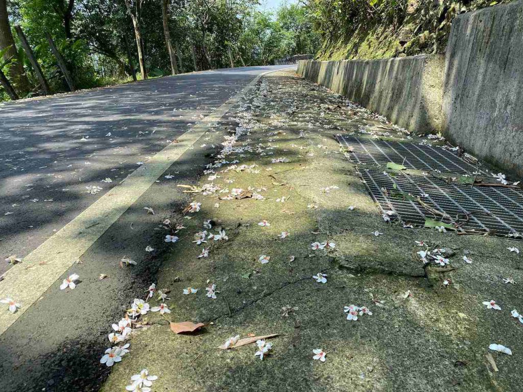 Tung flowers on the road